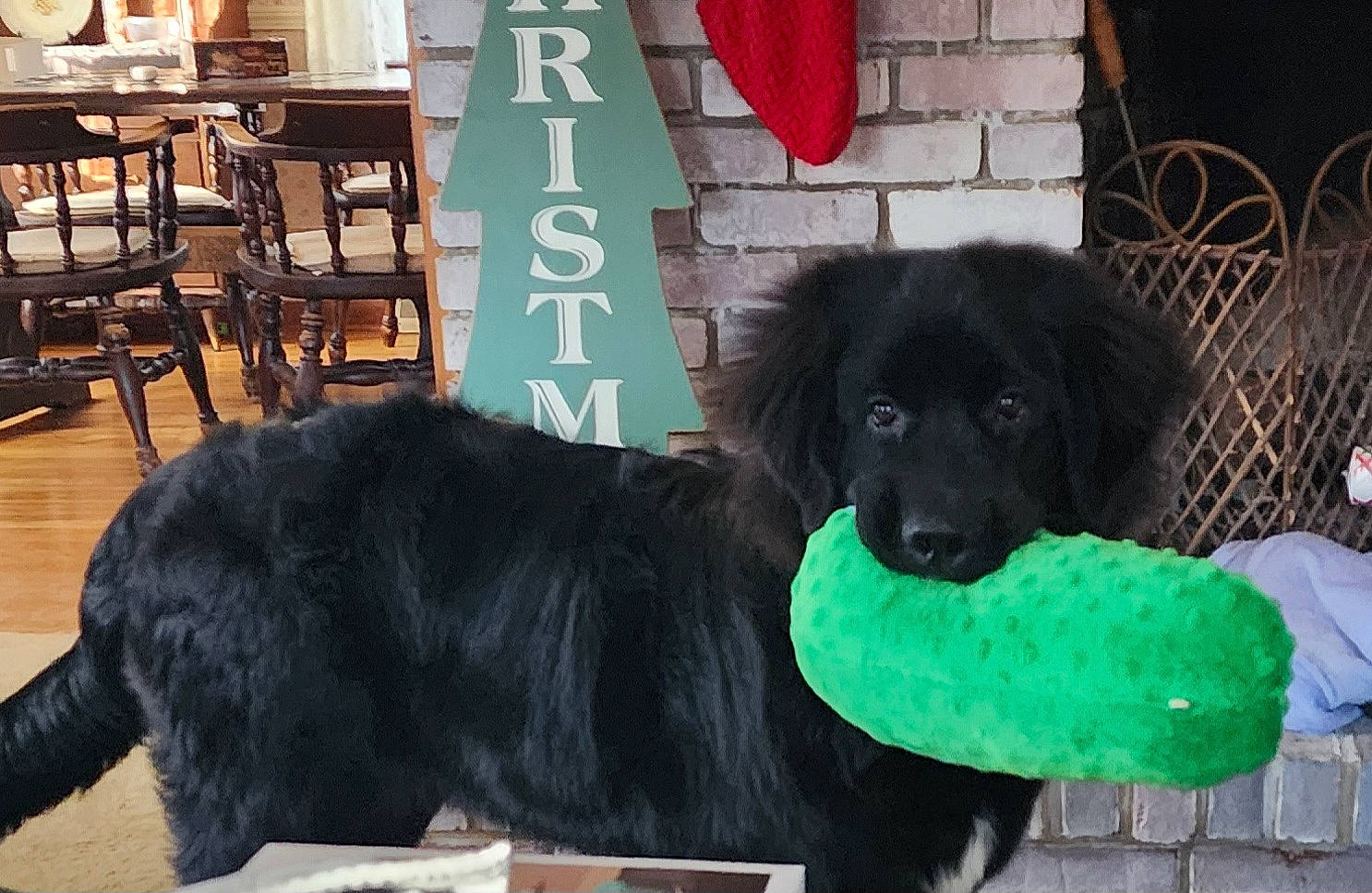 Maggie is registered to the contest to win money with this photo: canidae, carnivore, chair, companion_dog, dog, dog_breed, dog_supply, flooring, fur, green, guard_dog, gun_dog, liver, mammal, snout, sporting_group, terrestrial_animal, vertebrate, working_animal, working_dog