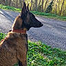 animal, brown_fur, canine, collar, daylight, dog, forest, grass, leaves, nature, outdoor, park, pet, quiet, road, scenery, side_view, sitting, sunlight, trees