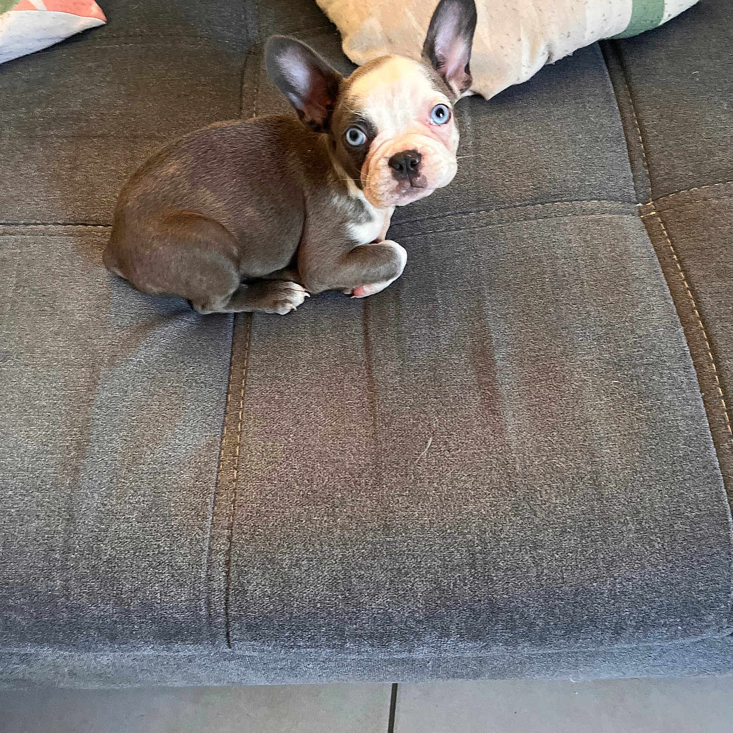 Alba participe au concours pour gagner de l'argent avec cette photo : animal, blue_eyes, companion, couch, cute, dog, ears, floor, fur, gray, home, indoor, looking, pet, pillow, puppy, resting, small, tile, young