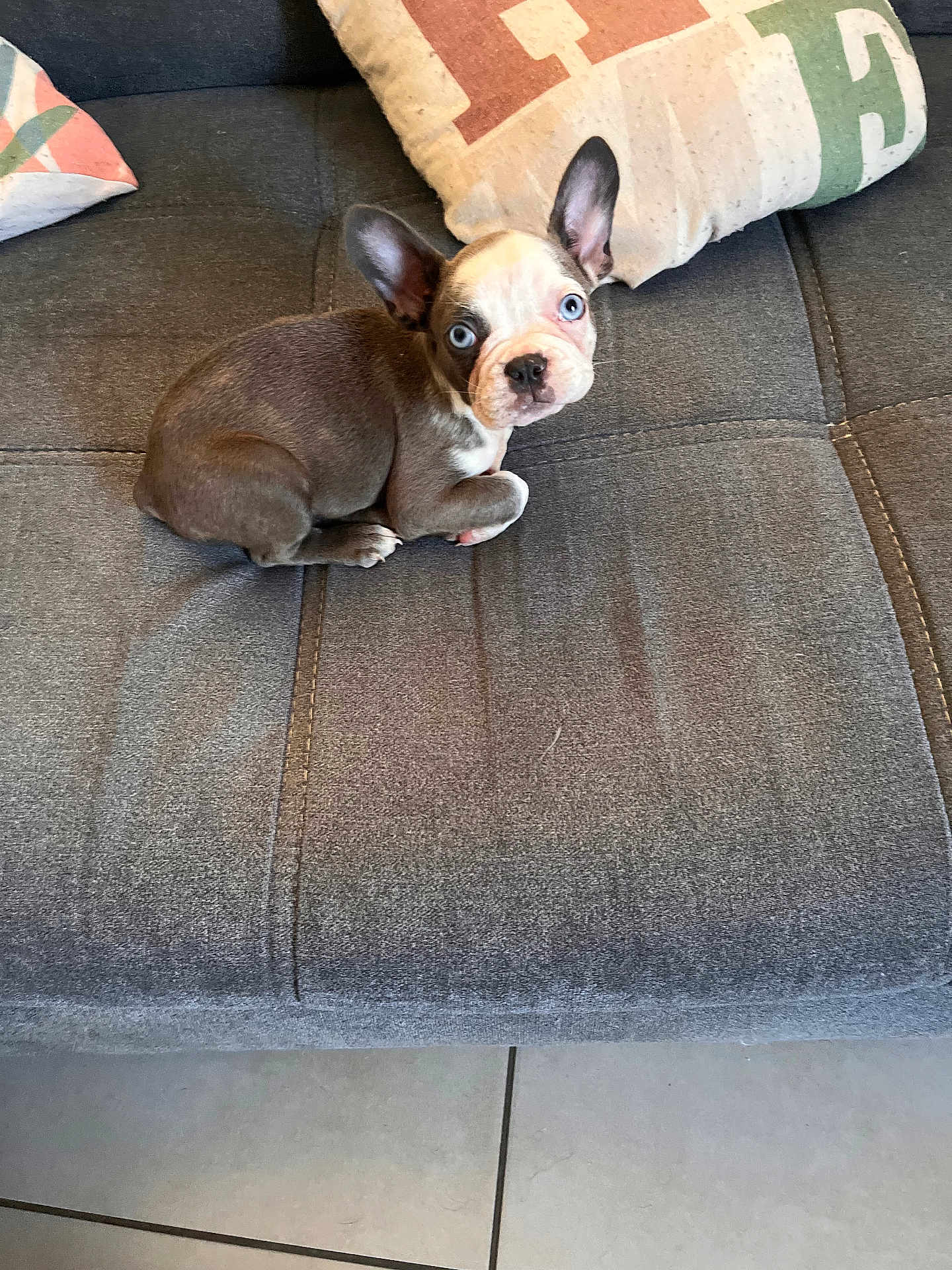 Alba participe au concours pour gagner de l'argent avec cette photo : puppy, dog, blue_eyes, ears, couch, gray, pillow, pet, animal, indoor, floor, tile, cute, small, fur, looking, home, resting, young, companion