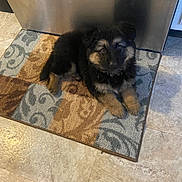 Molly joined the competition — help win amazing prizes! puppy, dog, german_shepherd, pet, indoor, floor, rug, curious, animal, young, fur, black, brown, cute, companion, domestic, appliance, kitchen, laying, looking