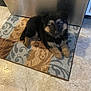 puppy, dog, german_shepherd, pet, indoor, floor, rug, curious, animal, young, fur, black, brown, cute, companion, domestic, appliance, kitchen, laying, looking