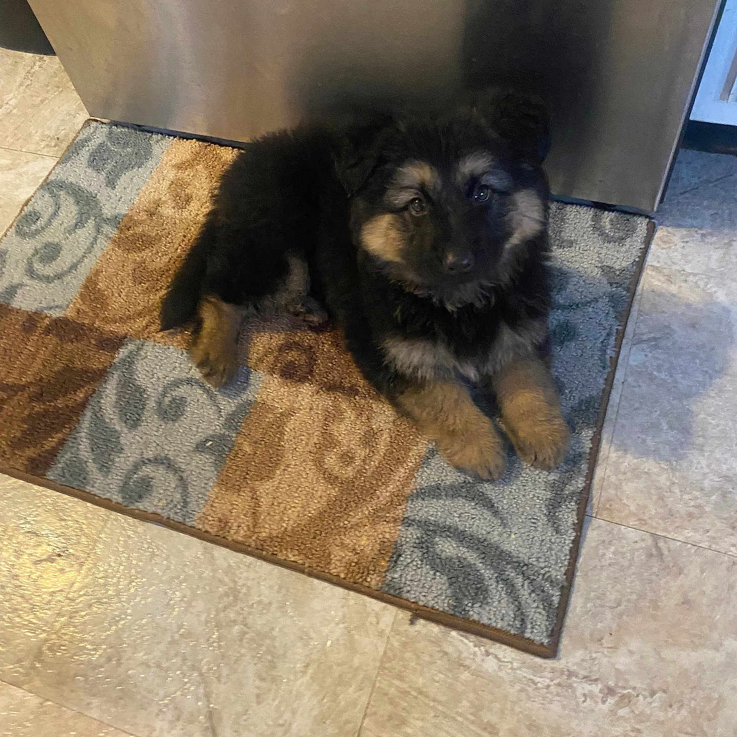 Molly joined the competition — help win amazing prizes! animal, appliance, black, brown, companion, curious, cute, dog, domestic, floor, fur, german_shepherd, indoor, kitchen, laying, looking, pet, puppy, rug, young