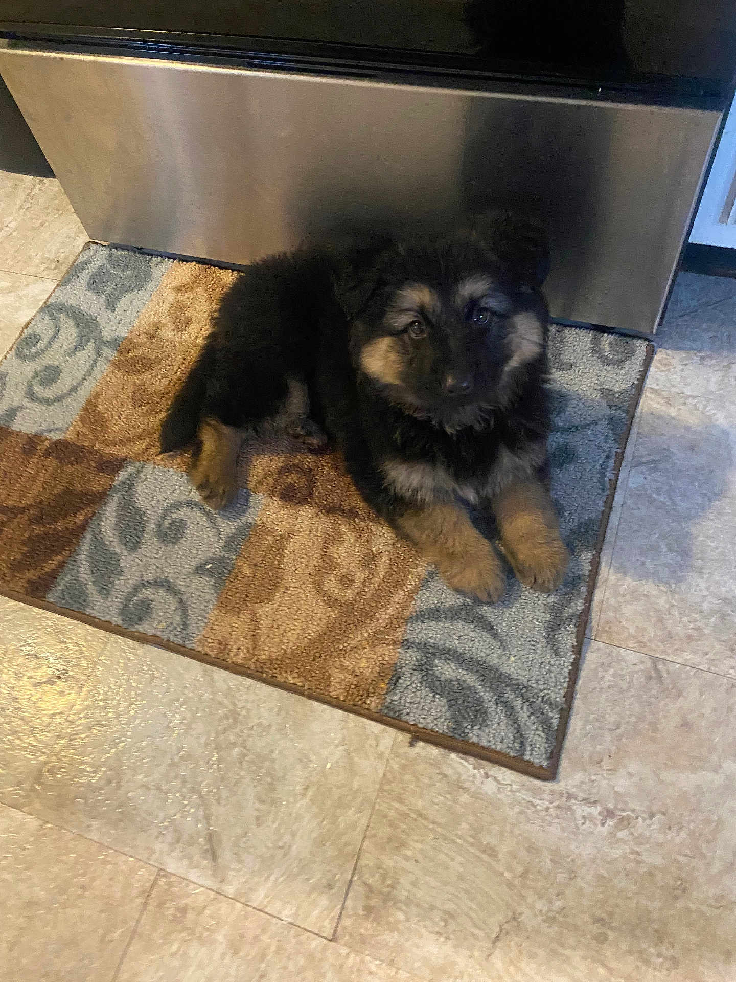 Molly joined the competition — help win amazing prizes! puppy, dog, german_shepherd, pet, indoor, floor, rug, curious, animal, young, fur, black, brown, cute, companion, domestic, appliance, kitchen, laying, looking
