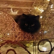 Dierks joined the competition — help win amazing prizes! animal, background, black_cat, blurred, cat, closeup, cozy, dark_fur, decorative, fairy_lights, festive, holiday, indoor, lighting, metal, ornament, pet, snow_like_floor, warm_light, wire_sleigh