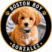 Boston joined the competition — help win amazing prizes! puppy, dog, curly_fur, collar, pet_tag, brown_fur, cute, portrait, animal, indoors, closeup, young_dog, fluffy, sitting, looking_at_camera, background_blur, circular_frame, black_border, gold_border, text_overlay