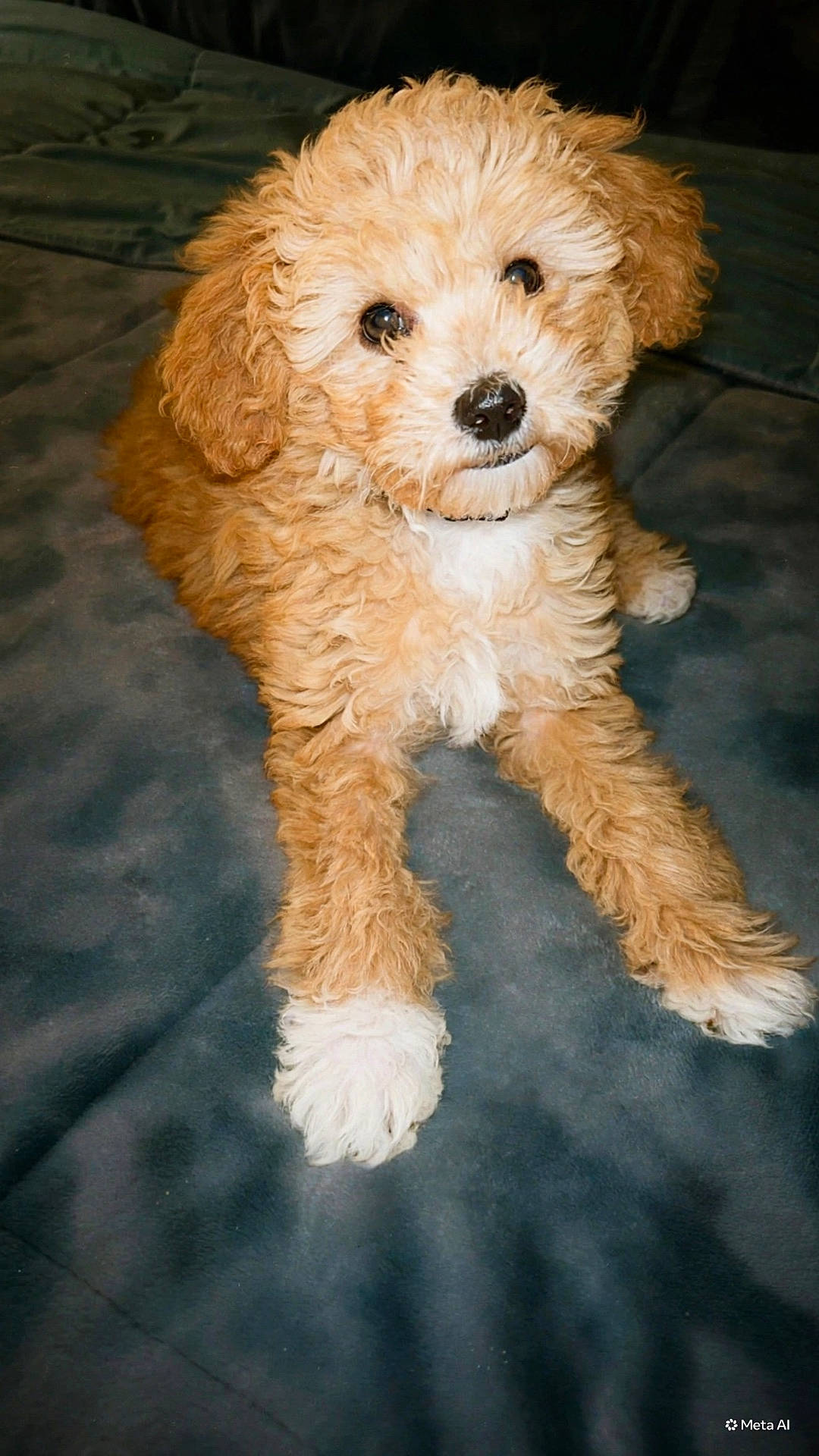 Boston is registered to the contest to win money with this photo: adorable, animal, blanket, companion, curly_hair, cute, dog, domestic_animal, fluffy, fur, indoor, looking_up, lying_down, mammal, pet, puppy, relaxed, small_dog, soft_texture, young