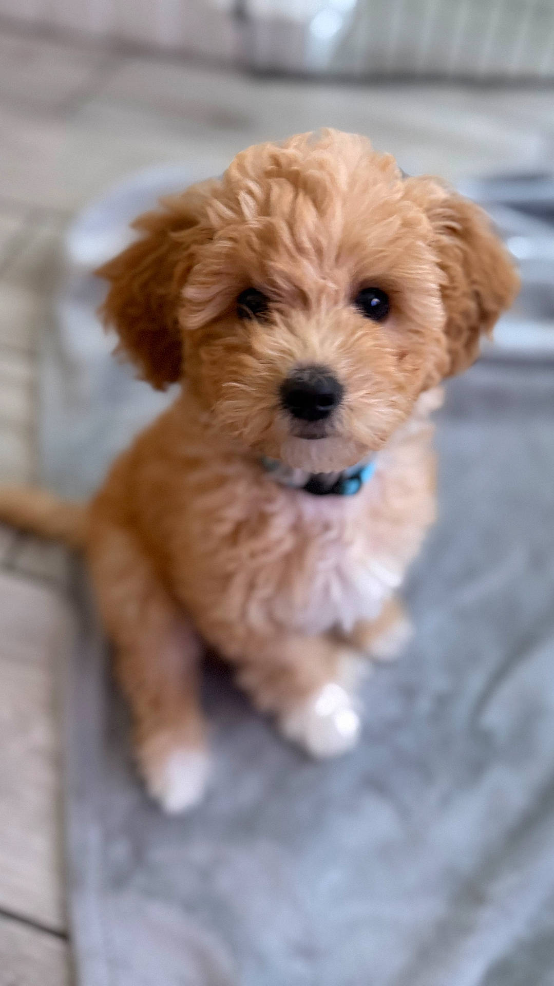 Boston is registered to the contest to win money with this photo: adorable, animal, blanket, brown, collar, companion, curly_hair, cute, dog, floor, fluffy, fur, indoor, looking_up, pet, puppy, sitting, small_dog, white_paws, young_dog