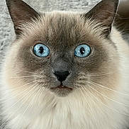 Luna joined the competition — help win amazing prizes! cat, blue_eyes, fluffy, close_up, whiskers, pet, animal, feline, portrait, curious, soft_fur, indoor, looking, mammal, cute, domestic_animal, head, face, ears, nose