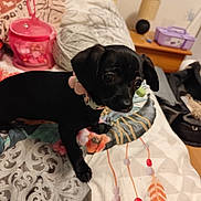 Amaya a rejoint le concours — aidez-le/la à gagner de superbes lots ! animal, bed, black_dog, blanket, collar, cozy, curious, cute, dog, domestic, furniture, household_items, indoor, lamp, nightstand, pattern, pet, puppy, room, small_dog