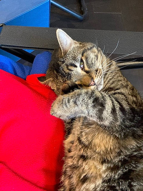 Bali a rejoint le concours — aidez-le/la à gagner de superbes lots ! box, carnivore, cat, claw, comfort, domestic_short_haired_cat, electric_blue, felidae, fur, paw, shipping_box, small_to_medium_sized_cats, snout, terrestrial_animal, whiskers