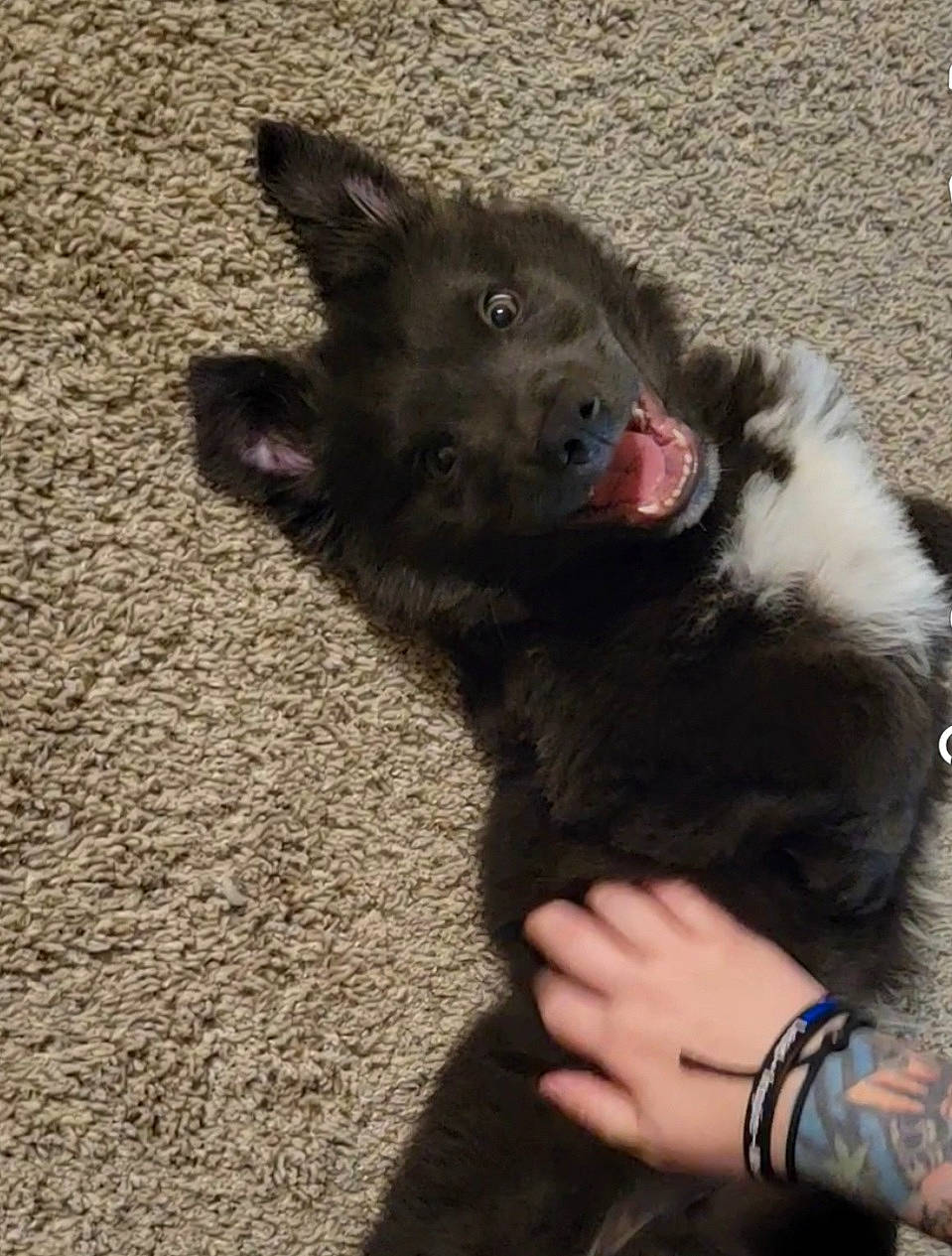 Lincoln joined the competition — help win amazing prizes! canidae, carnivore, claw, companion_dog, dog, dog_breed, fur, gesture, king_shepherd, non_sporting_group, paw, snout, sporting_group, terrestrial_animal, working_animal, working_dog