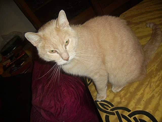 Mamour participe au concours pour gagner de l'argent avec cette photo : asian, burmilla, carnivore, cat, colorpoint_shorthair, domestic_short_haired_cat, european_shorthair, fawn, felidae, fur, javanese, khao_manee, kitten, mammal, small_to_medium_sized_cats, tail, turkish_angora, turkish_van, whiskers