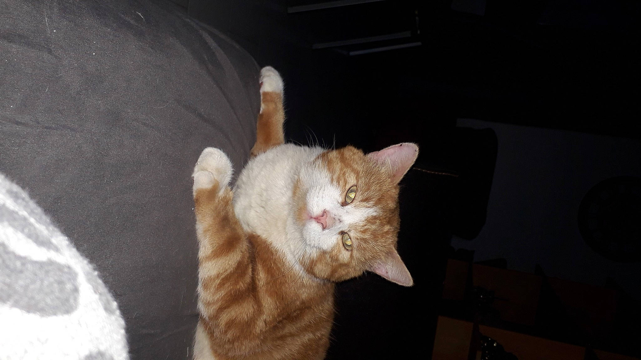 Loulou participe au concours pour gagner de l'argent avec cette photo : asian, carnivore, cat, domestic_short_haired_cat, ear, european_shorthair, fawn, felidae, fur, german_rex, kitten, organism, small_to_medium_sized_cats, tabby_cat, tail, whiskers