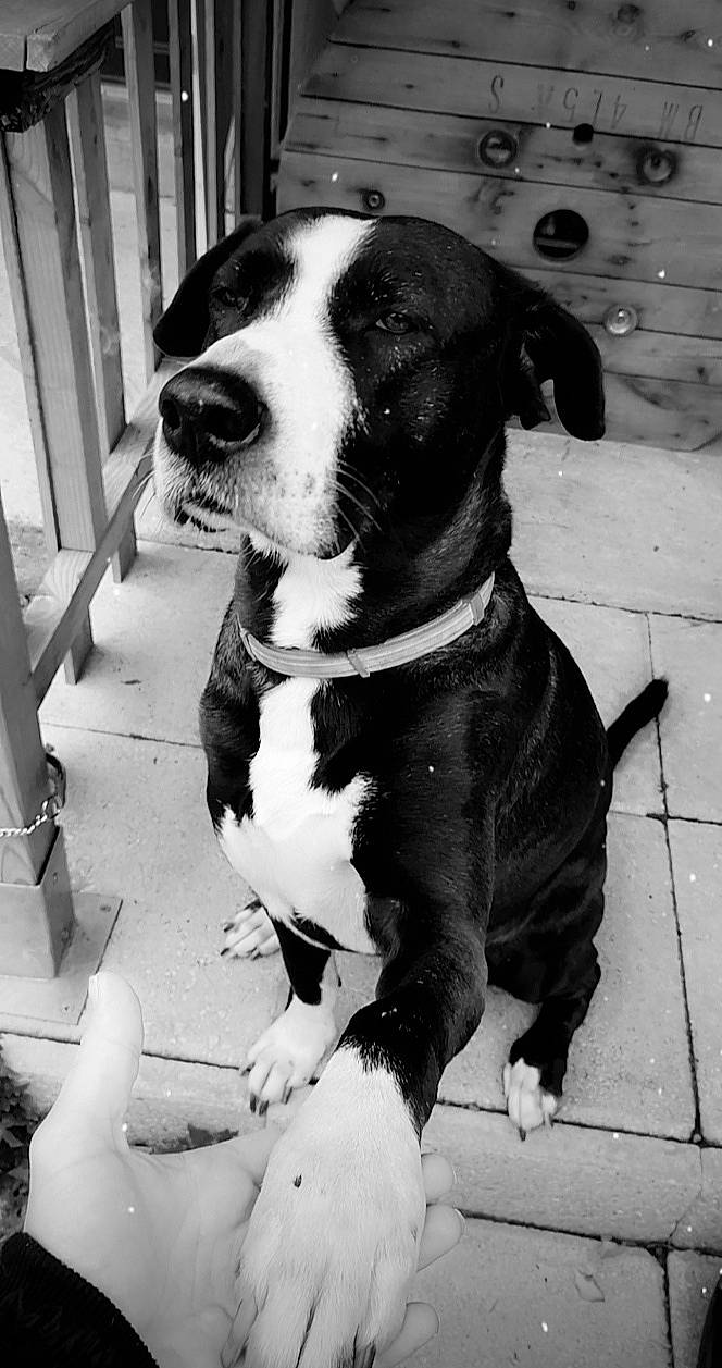 Oxyde a rejoint le concours — aidez-le/la à gagner de superbes lots ! canidae, carnivore, collar, companion_dog, dog, dog_breed, dog_collar, foot, mammal, pet_supply, snout, sporting_group, tail, terrestrial_animal, whiskers, working_animal, working_dog