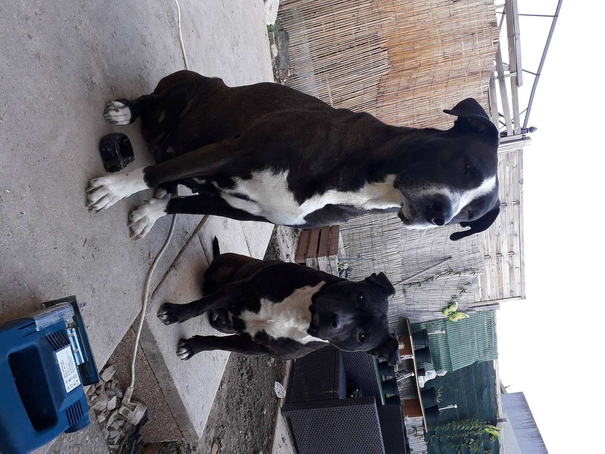 Oxyde participe au concours pour gagner de l'argent avec cette photo : border_collie, bovine, canidae, carnivore, cow_goat_family, dairy_cow, sporting_group