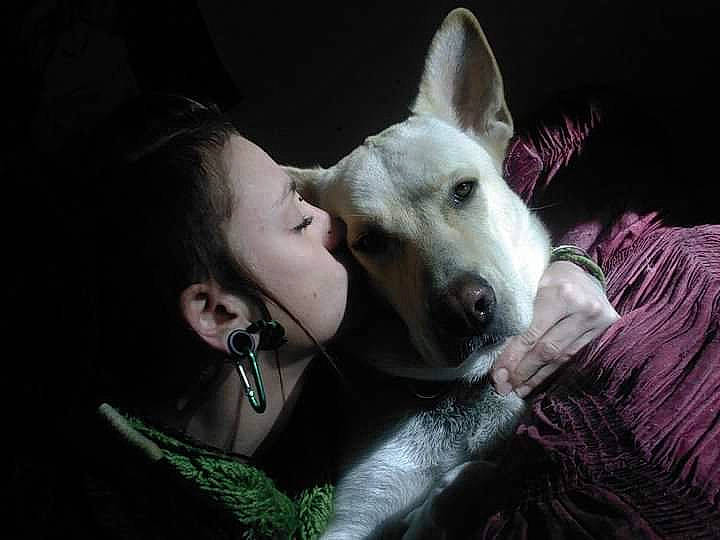 Ilana participe au concours pour gagner de l'argent avec cette photo : berger_blanc_suisse, canidae, carnivore, dog, dog_breed, ear, korean_jindo_dog, mammal, non_sporting_group, snout, vertebrate, whiskers, white_shepherd