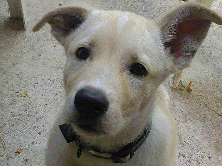 Ilana a rejoint le concours — aidez-le/la à gagner de superbes lots ! aspin, canaan_dog, canidae, carnivore, companion_dog, dog, dog_breed, fawn, kintamani, korean_jindo_dog, mammal, nose, rare_breed_dog, snout, sporting_group, street_dog, vertebrate