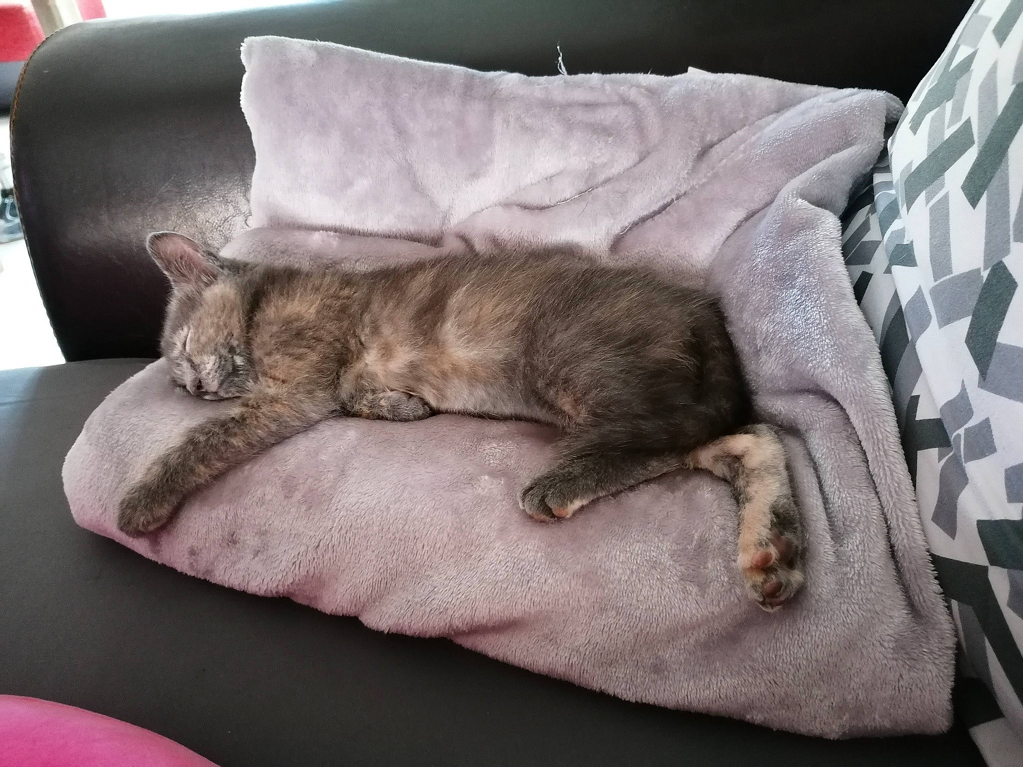 Jaya a rejoint le concours — aidez-le/la à gagner de superbes lots ! bed, carnivore, cat, cat_bed, comfort, cushion, dog_bed, felidae, fur, furniture, kitten, linens, nap, paw, pillow, puppy, sleep, small_to_medium_sized_cats, whiskers