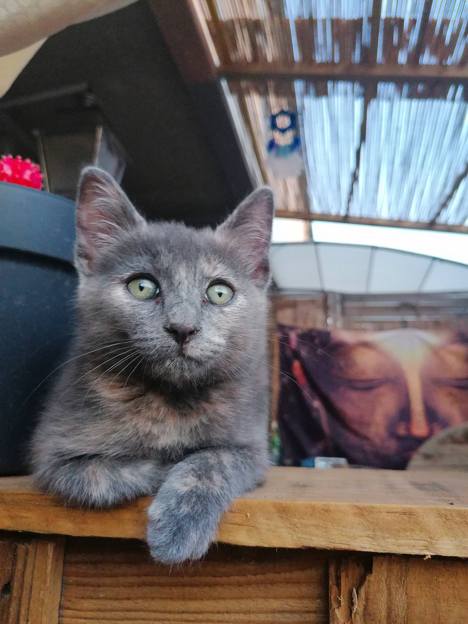 Jaya a rejoint le concours — aidez-le/la à gagner de superbes lots ! asian, british_shorthair, carnivore, cat, chartreux, domestic_short_haired_cat, european_shorthair, fawn, felidae, kitten, korat, mammal, nebelung, russian_blue, small_to_medium_sized_cats, snout, vertebrate, whiskers, window