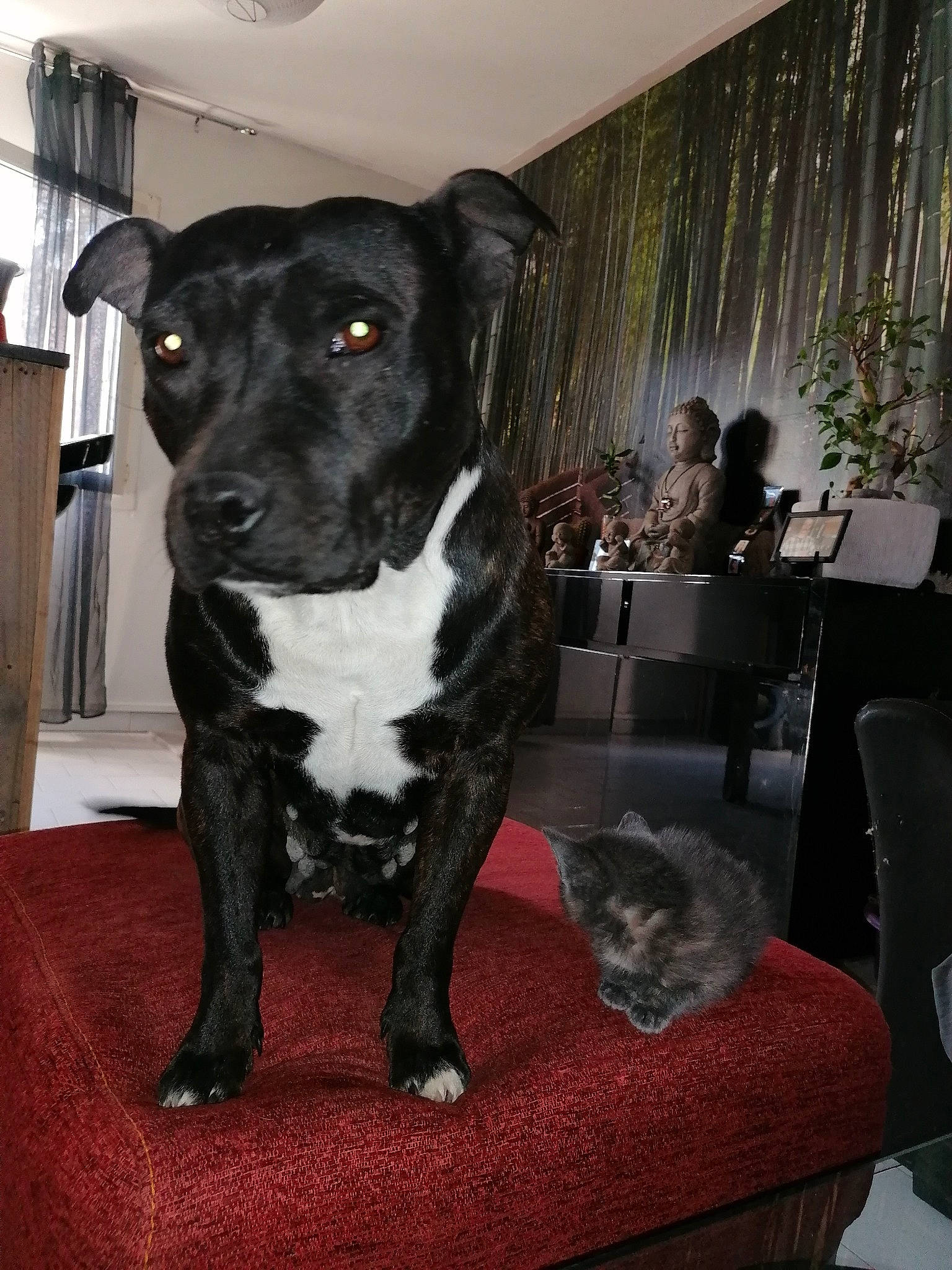 India a rejoint le concours — aidez-le/la à gagner de superbes lots ! american_pit_bull_terrier, borador, canidae, carnivore, dog, dog_breed, mammal, non_sporting_group, rare_breed_dog, sporting_group, staffordshire_bull_terrier