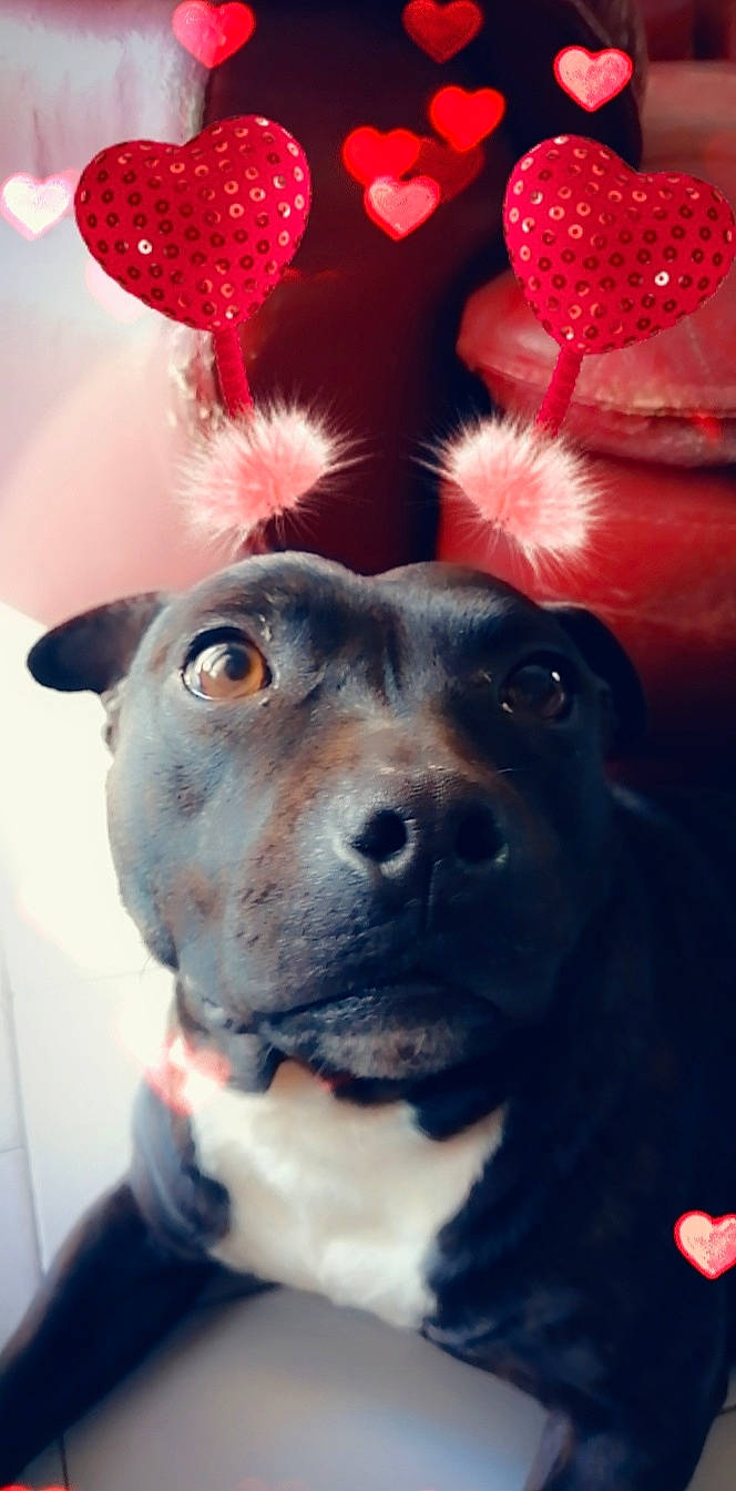 India participe au concours pour gagner de l'argent avec cette photo : american_pit_bull_terrier, american_staffordshire_terrier, cane_corso, canidae, carnivore, companion_dog, dog, dog_breed, ear, fawn, french_bulldog, non_sporting_group, nose, pit_bull, puppy, snout, sporting_group, staffordshire_bull_terrier