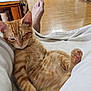 cat, kitten, orange_tabby, sleepy, relaxed, paw, pink_paw_pads, foot, blanket, white_blanket, indoor, home, kitchen, wooden_floor, furniture, cabinet, chair, table, domestic, pet