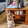 cat, coffee_mug, cozy_home, fridge, furniture, hardwood_floor, kitchen, living_room, magazines, orange_cat, pet_portrait, playful, ribbon, shelf, sitting, standing, tabby_cat, toy, whiskers, wooden_table