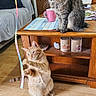 cat, coffee_table, couch, furniture, indoor, kitchen, kitten, living_room, magazine, orange_tabby, paw, pet, pink_mug, playful, refrigerator, ribbon, tabby_cat, whiskers, wood_floor, wooden_table