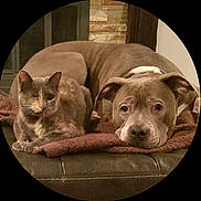 Grayson is registered to the contest to win money with this photo: animal, blanket, brown, cat, companion, couch, cozy, cute, dog, ears, face, friendship, furry, indoor, leather, one_eyed_cat, pet, relaxed, resting, tan