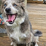 Maggie Magpie joined the competition — help win amazing prizes! dog, blue_eyes, happy, tongue_out, fluffy, sitting, wooden_deck, pet, canine, outdoor, fur, animal, playful, smiling, domestic_animal, friendly, ears_up, nose, tail, paw