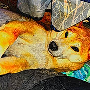 Sweety a rejoint le concours — aidez-le/la à gagner de superbes lots ! animal, blanket, canine, colorful, cozy, cute, dog, ears, fabric, face, floor, fur, household, indoor, lying_down, mammal, paw, pet, resting, snout