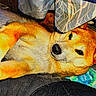 animal, blanket, canine, colorful, cozy, cute, dog, ears, fabric, face, floor, fur, household, indoor, lying_down, mammal, paw, pet, resting, snout
