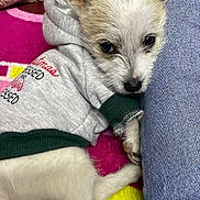 Tobías Maximiliano joined the competition — help win amazing prizes! puppy, dog, hoodie, clothing, jeans, blanket, snuggling, cute, small, pet, fur, ears, lying_down, cozy, sleepy, indoor, closeup, animal, resting, companion