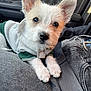 Tobías Maximiliano is registered to the contest to win money with this photo: puppy, dog, hoodie, white_fur, car_interior, seatbelt, lap, closeup, cute, pet, young_dog, ears, black_nose, furry, domestic_animal, clothing, seated, window, human_lap, casual