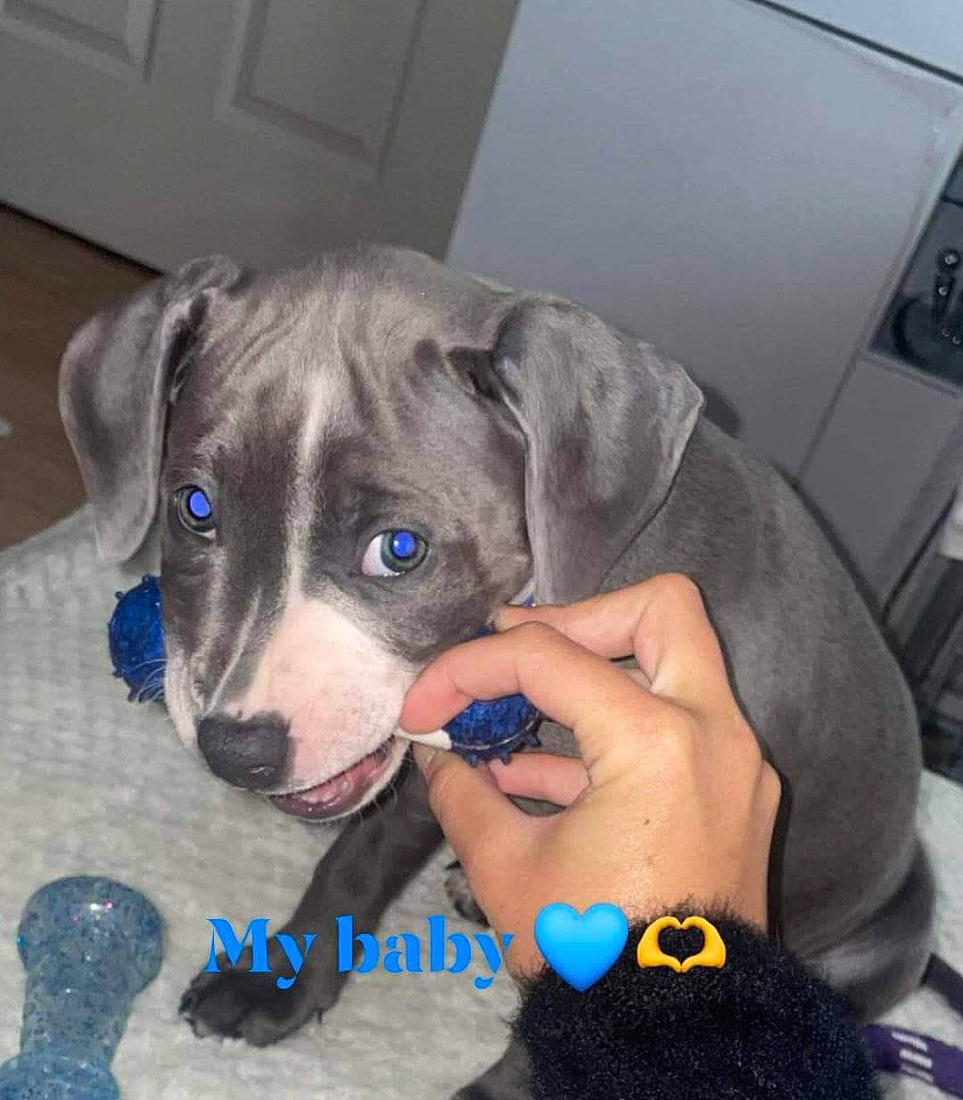 Blue joined the competition — help win amazing prizes! canidae, carnivore, companion_dog, dog, dog_breed, electric_blue, fur, gadget, nail, non_sporting_group, paw, puppy, sporting_group, thumb, whiskers, working_animal, wrist