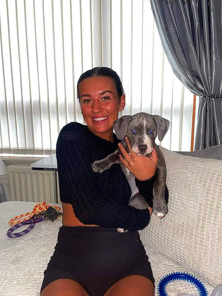 Blue joined the competition — help win amazing prizes! carnivore, chair, comfort, companion_dog, curtain, dog, dog_breed, fawn, fun, happy, human_leg, knee, lap, pinscher, sitting, smile, sportswear, thigh, toy_dog, window_treatment