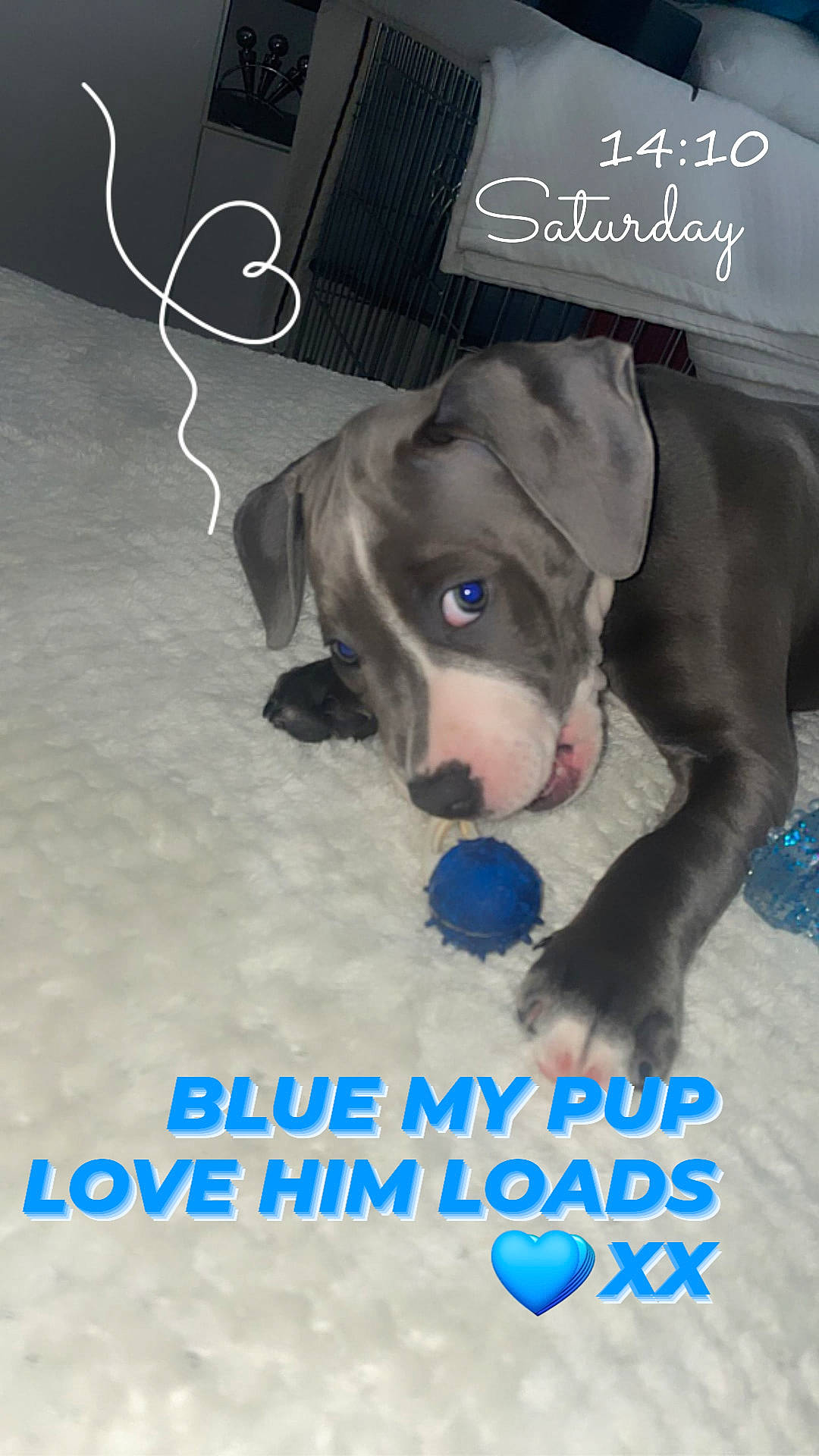 Blue joined the competition — help win amazing prizes! ball, canidae, carnivore, collar, companion_dog, dog, dog_breed, dog_collar, dog_supply, electric_blue, fawn, flooring, font, liver, logo, pet_supply, photo_caption, snout, sporting_group, working_animal