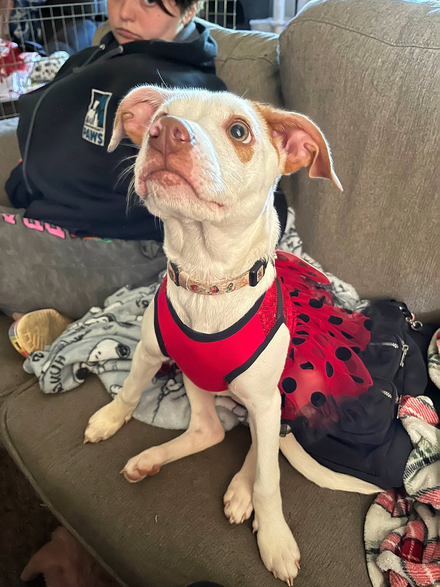 Indi joined the competition — help win amazing prizes! accessories, adult, animal, bulldog, canine, clothing, couch, cushion, dog, female, footwear, furniture, homedecor, hound, person, pet, pitbull, puppy, shoe, woman