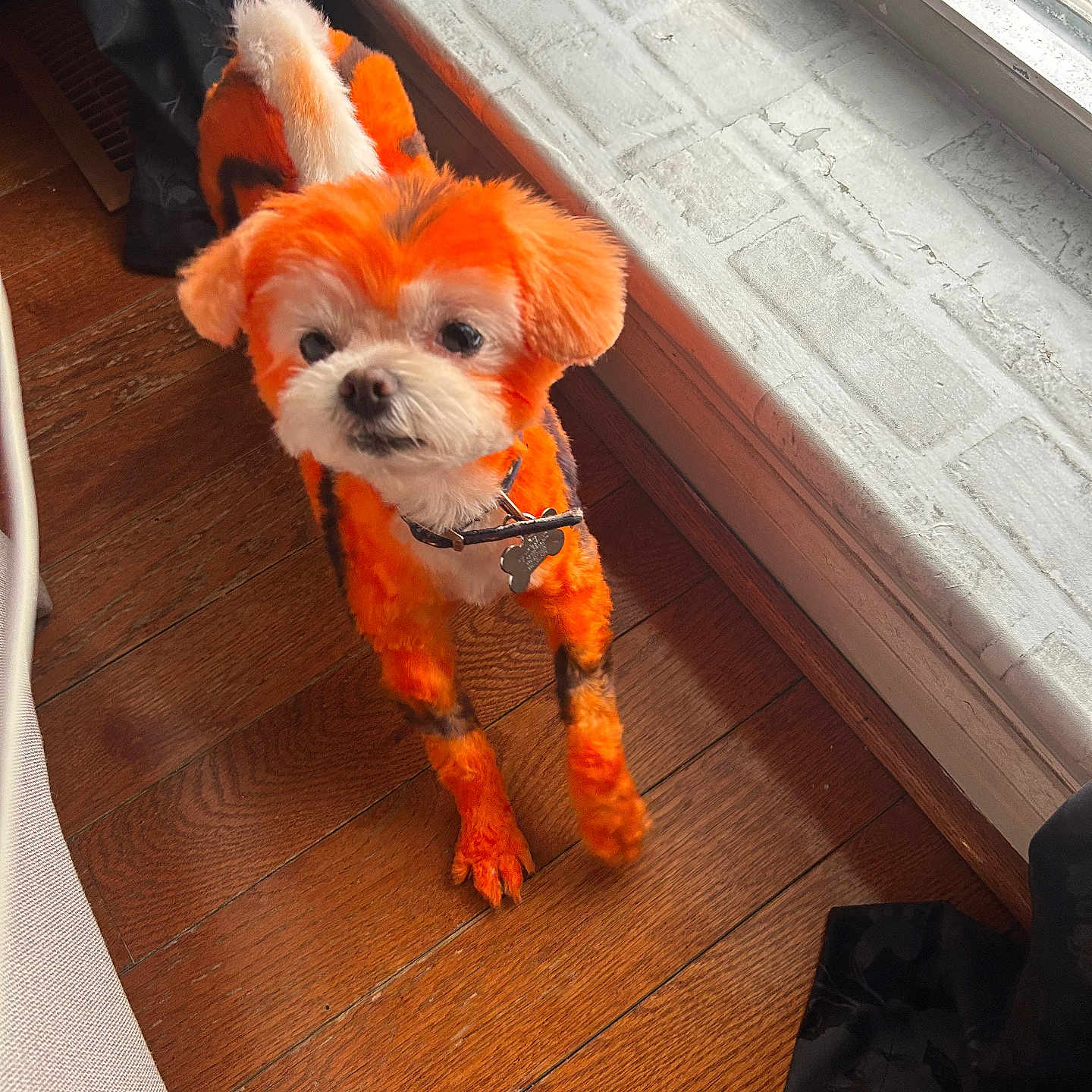 Latte Pettus joined the competition — help win amazing prizes! adorable, animal, black_spots, collar, curious, cute, dog, domestic_animal, dyed_fur, flooring, fur, home, indoor, looking_up, natural_light, orange, pet, small_dog, window, wooden_floor