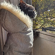 Keelo joined the competition — help win amazing prizes! animal, black_cat, cat, clothing, cozy, curious, daylight, feline, fluffy, gray, hoodie, indoor, looking_out, paws, pet, resting, screen, side_view, sunlight, window