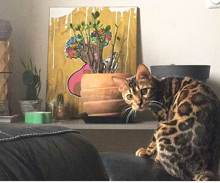 Namis participe au concours pour gagner de l'argent avec cette photo : brown, carnivore, cat, comfort, domestic_short_haired_cat, fawn, felidae, flowerpot, fur, houseplant, interior_design, lamp, plant, room, small_to_medium_sized_cats, snout, tail, terrestrial_animal, textile, whiskers