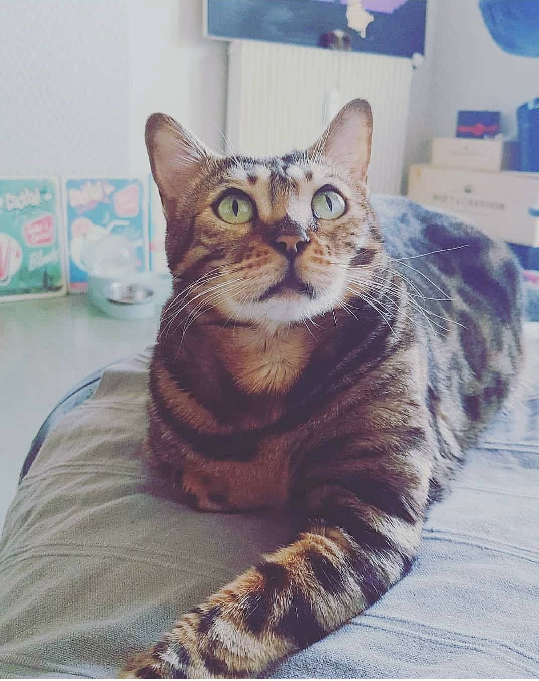 Namis participe au concours pour gagner de l'argent avec cette photo : carnivore, cat, cat_supply, comfort, domestic_short_haired_cat, felidae, fur, glasses, paw, picture_frame, sitting, small_to_medium_sized_cats, snout, tail, terrestrial_animal, whiskers