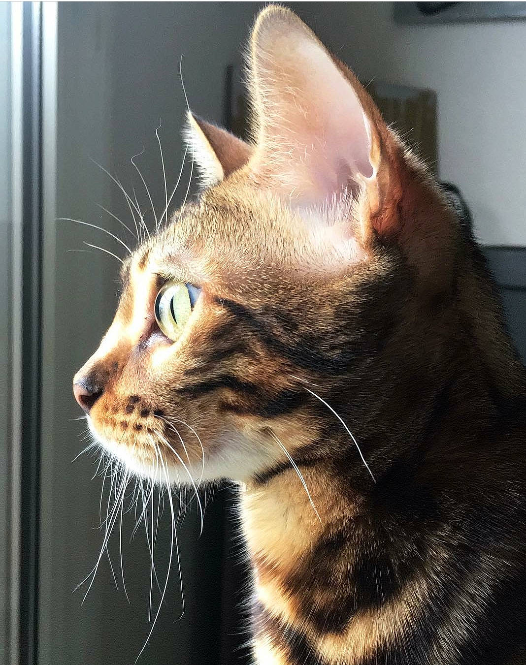 Namis participe au concours pour gagner de l'argent avec cette photo : carnivore, cat, domestic_short_haired_cat, felidae, fur, small_to_medium_sized_cats, snout, terrestrial_animal, whiskers, wildlife, window