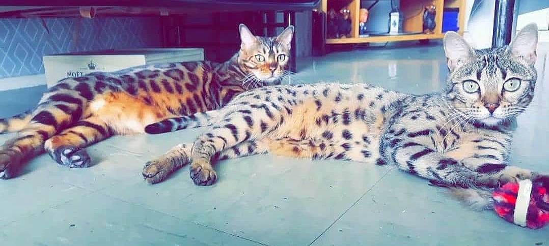 Namis participe au concours pour gagner de l'argent avec cette photo : big_cats, carnivore, cat, claw, comfort, domestic_short_haired_cat, felidae, flesh, fur, mammal, ocelot, paw, sky, small_to_medium_sized_cats, snout, tail, terrestrial_animal, vertebrate, whiskers, wildlife