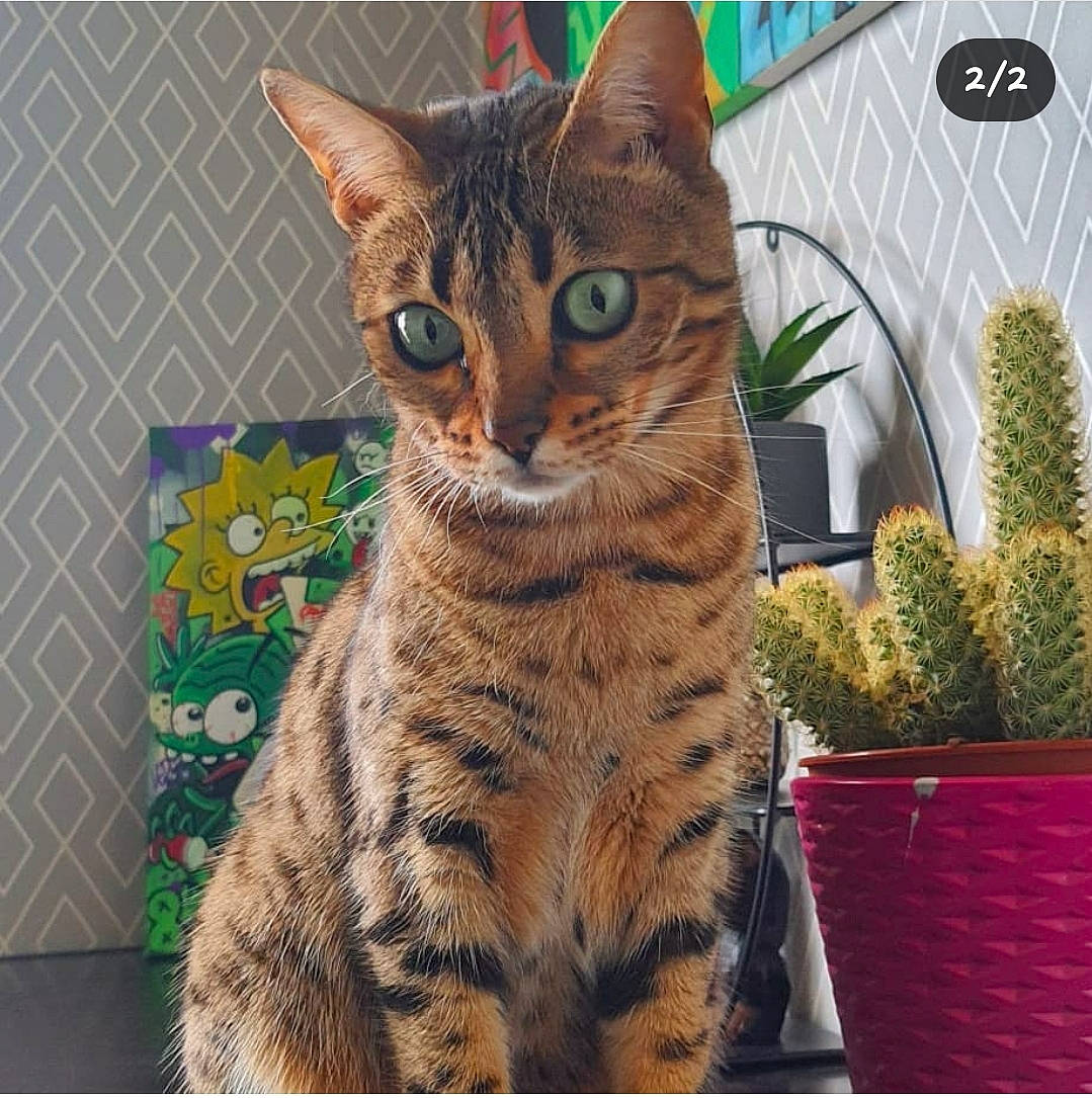 Nalaa a rejoint le concours — aidez-le/la à gagner de superbes lots ! carnivore, cat, domestic_short_haired_cat, fawn, felidae, flowerpot, fur, grass, houseplant, pattern, plant, rectangle, small_to_medium_sized_cats, snout, tail, terrestrial_animal, terrestrial_plant, whiskers, wildlife, window