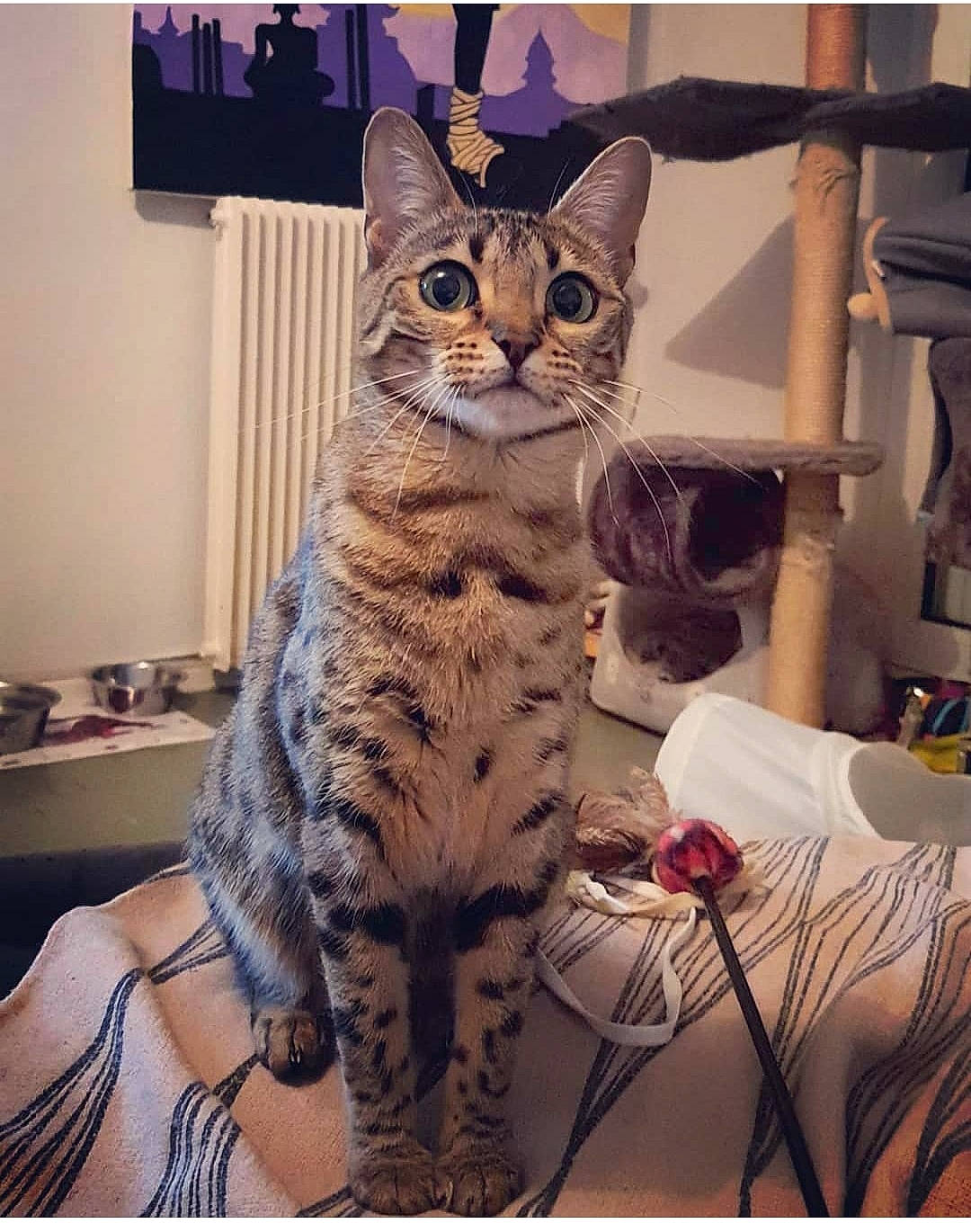 Nalaa participe au concours pour gagner de l'argent avec cette photo : carnivore, cat, domestic_short_haired_cat, felidae, fur, paw, rectangle, sitting, small_to_medium_sized_cats, snout, tail, terrestrial_animal, whiskers