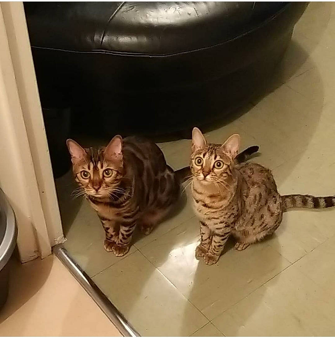 Nalaa participe au concours pour gagner de l'argent avec cette photo : carnivore, cat, comfort, domestic_short_haired_cat, door, eye, felidae, fixture, fur, mammal, paw, rectangle, sitting, small_to_medium_sized_cats, square, tail, whiskers, window, wood