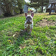 Cali joined the competition — help win amazing prizes! dog, puppy, french_bulldog, grass, outdoor, yard, tree, fence, picnic_table, clothing, pet, cute, animal, small_dog, sunlight, nature, leaf, sloth_pattern, greenery, backyard