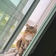 Mishka joined the competition — help win amazing prizes! cat, tabby, window, windowsill, screen, pet, animal, feline, domestic_cat, fluffy, curious, sitting, indoor, natural_light, closeup, portrait, fur, whiskers, ears, paws